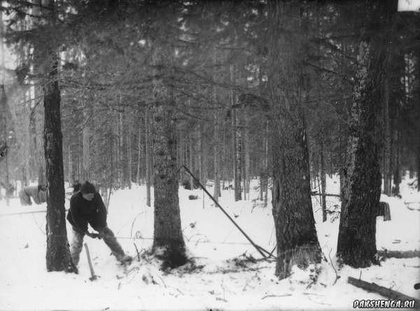 Валка леса пилой &quot;Камнис&quot; 1930-е годы